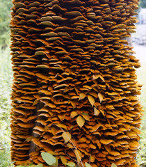 Inonotus cuticularis