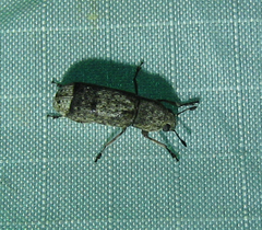 Ozotomerus japonicus