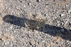 Atriplex lindleyi inflata