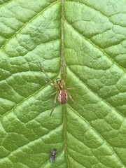 Anelosimus studiosus