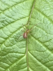 Anelosimus studiosus