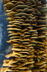 Inonotus cuticularis