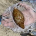 photo of Sweet Potato Sea Cucumber (Molpadia arenicola)