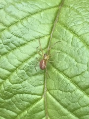 Anelosimus studiosus