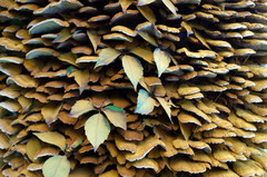 Inonotus cuticularis