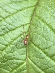 Anelosimus studiosus