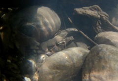 Pacifastacus leniusculus