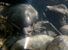 Pacifastacus leniusculus