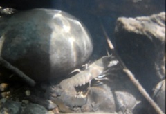 Pacifastacus leniusculus