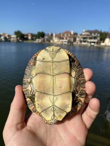 Texas Cooter, Lake Lyndon B Johnson, Horseshoe Bay, TX, US, photo 9 of 10