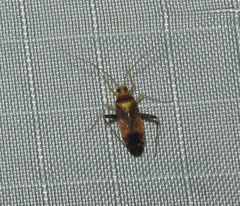 Phytocoris infuscatus