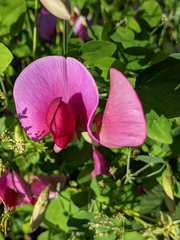 Lathyrus grandiflorus