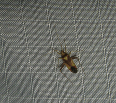 Phytocoris infuscatus