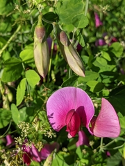 Lathyrus grandiflorus