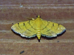 Omiodes indicata