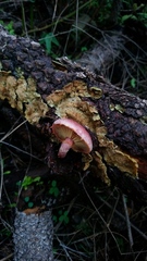 Gymnopilus subpurpuratus