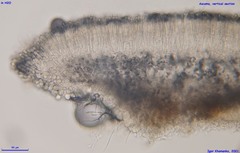 Mollisia hydrophila