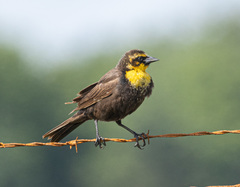 Yellow-Headed Blackbird photo 3