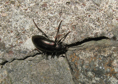 Tarpela micans
