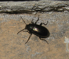 Tarpela micans