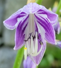 Hosta ventricosa