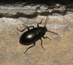 Tarpela micans
