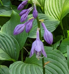 Hosta ventricosa