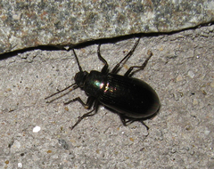Tarpela micans