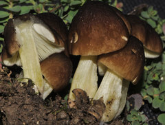 Bolbitius psittacinus