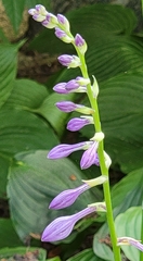Hosta ventricosa