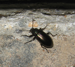 Tarpela micans