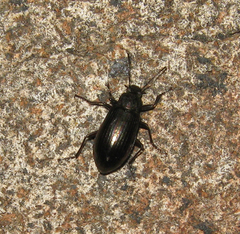 Tarpela micans