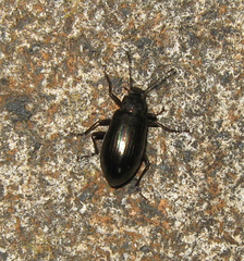 Tarpela micans