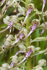 Himantoglossum hircinum