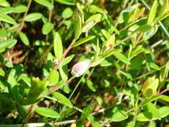 Exobasidium oxycocci