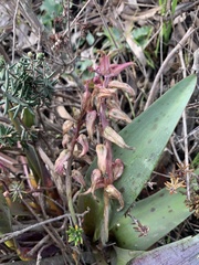 Lachenalia bulbifera