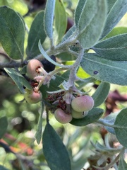 Arctostaphylos nortensis
