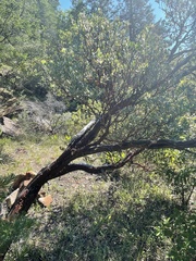 Arctostaphylos nortensis