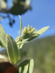 Arctostaphylos nortensis
