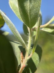 Arctostaphylos nortensis