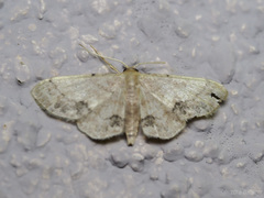 Idaea chotaria