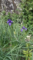 Iris latifolia