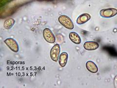 Bolbitius psittacinus