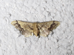 Idaea violacea