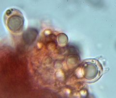 Bolbitius psittacinus