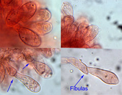 Bolbitius psittacinus