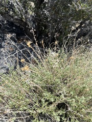 Brickellia microphylla