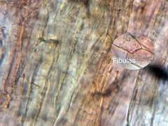 Bolbitius psittacinus