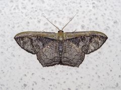 Zythos strigata