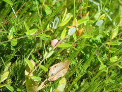 Exobasidium oxycocci